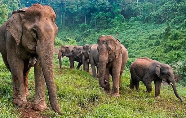 Rails And Rivers Of Thailand And Laos